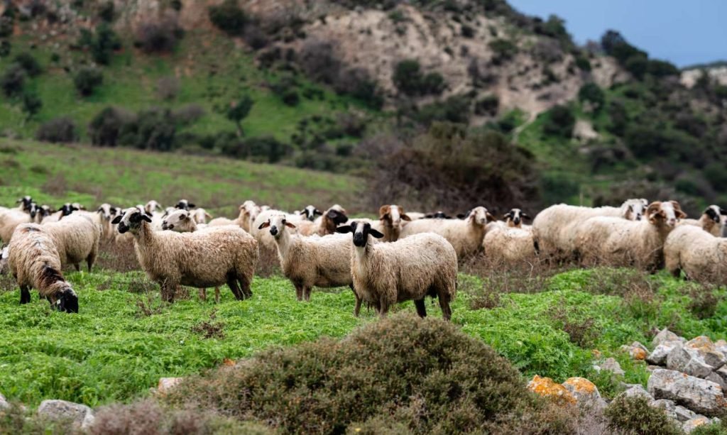 Τι περιλαμβάνει το αναθεωρημένο σχέδιο για τον ΟΠΕΚΕΠΕ