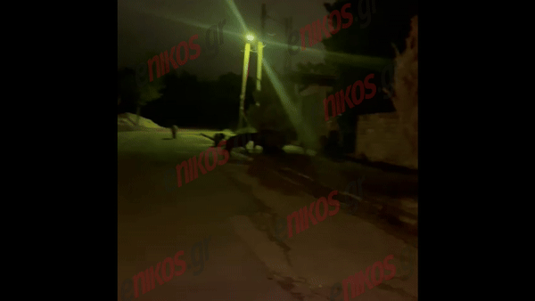 Δροσιά: Άγριος καβγάς μεταξύ αγριογούρουνων για τα… σκουπίδια – ΒΙΝΤΕΟ αναγνώστη