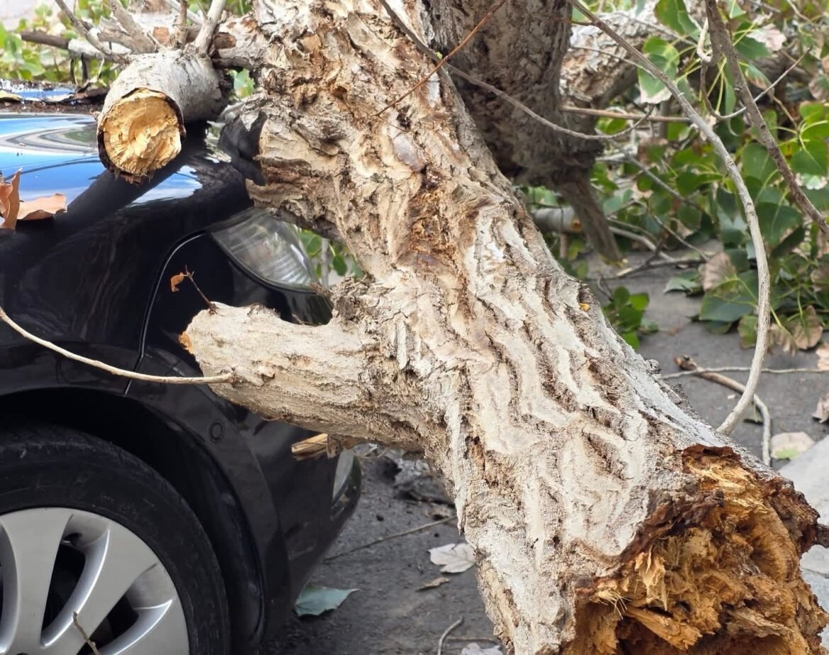 Χαλκίδα: Δέντρο καταπλάκωσε σταθμευμένο αυτοκίνητο – ΦΩΤΟ