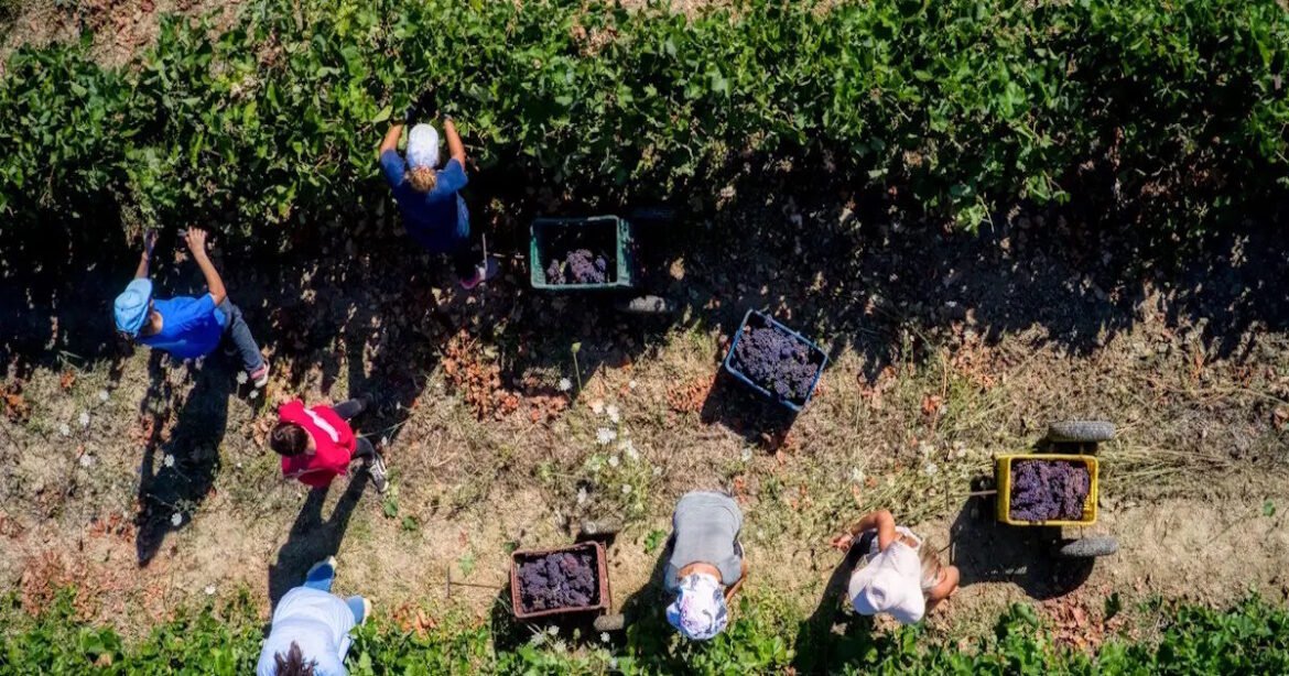 Από κόσκινο περνούν τους αγρότες οι έλεγχοι για τις επιδοτήσεις – Απώλεια των χρημάτων ακόμα και αν απουσιάζει ένα έγγραφο