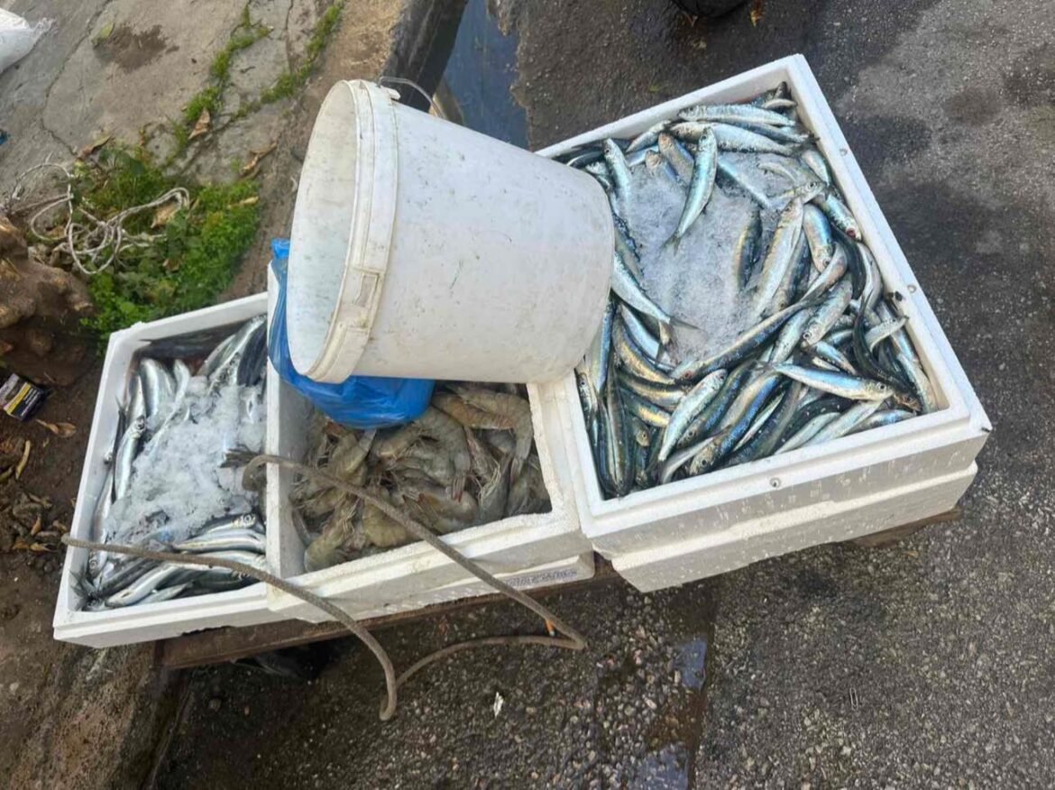 Πειραιάς: Κατασχέθηκαν πάνω από 150 κιλά ψάρια σε λαϊκές αγορές – «Διακινούνταν χωρίς κανέναν υγειονομικό