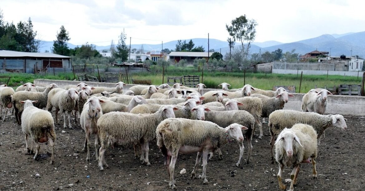 Έκτακτο επίδομα στους κτηνοτρόφους έως 70 ευρώ για κάθε ζώο που θανατώθηκε λόγω ευλογιάς – Τέλη Δεκεμβρίου η καταβολή του