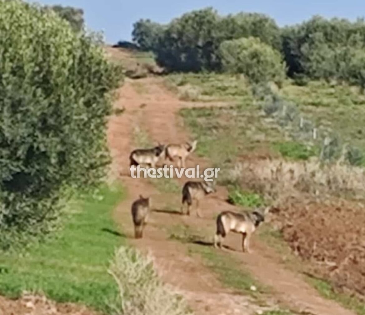 Χαλκιδική: Αγέλη λύκων στα Ελαιοχώρια – Ανήσυχοι οι κάτοικοι