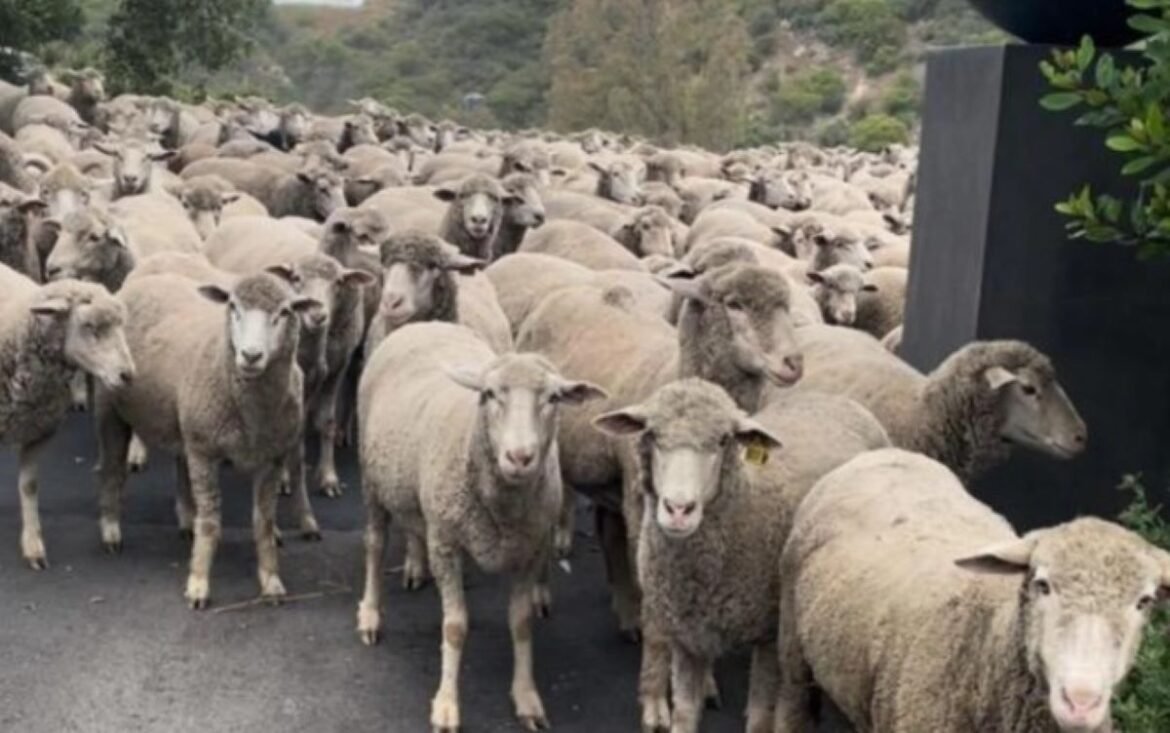 Θεσσαλία: Δύο νέες συλλήψεις για μη τήρηση των μέτρων πρόληψης της ευλογιάς