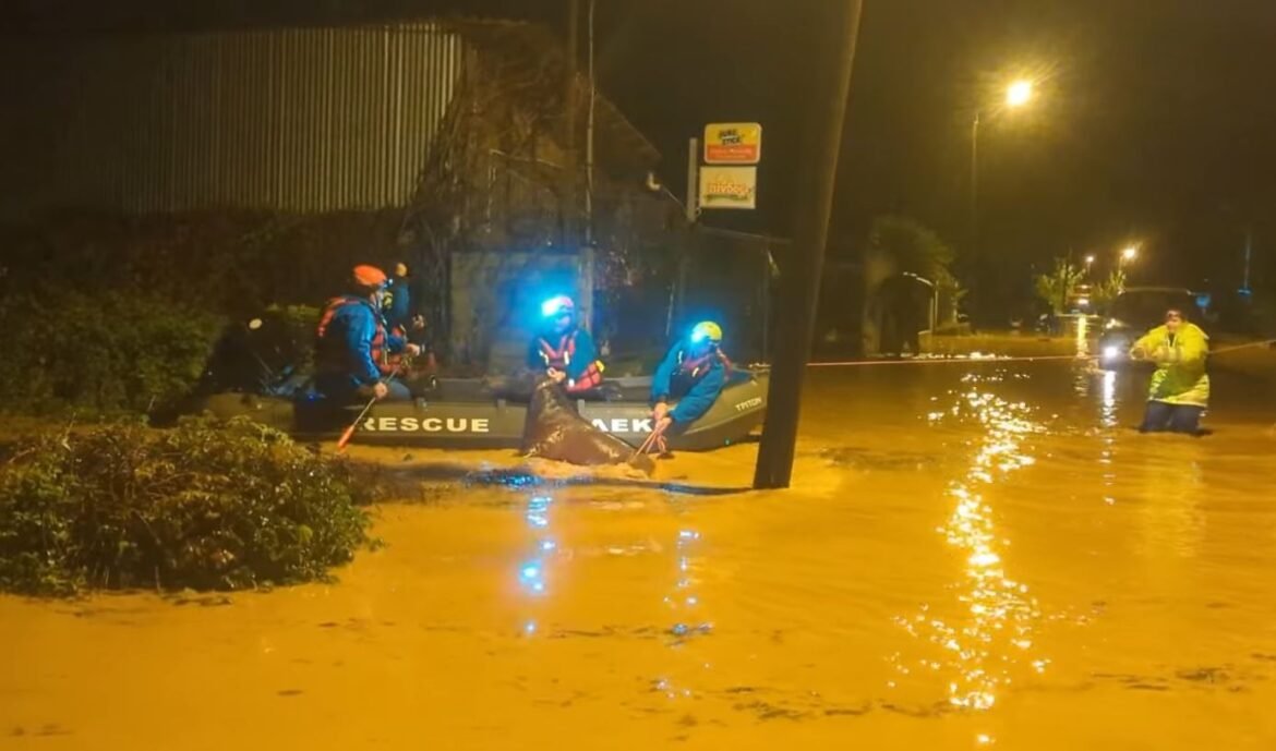 Πρέβεζα: Δραματική επιχείρηση απεγκλωβισμού αλόγου στην Φιλιππιάδα – Δείτε το συγκλονιστικό βίντεο