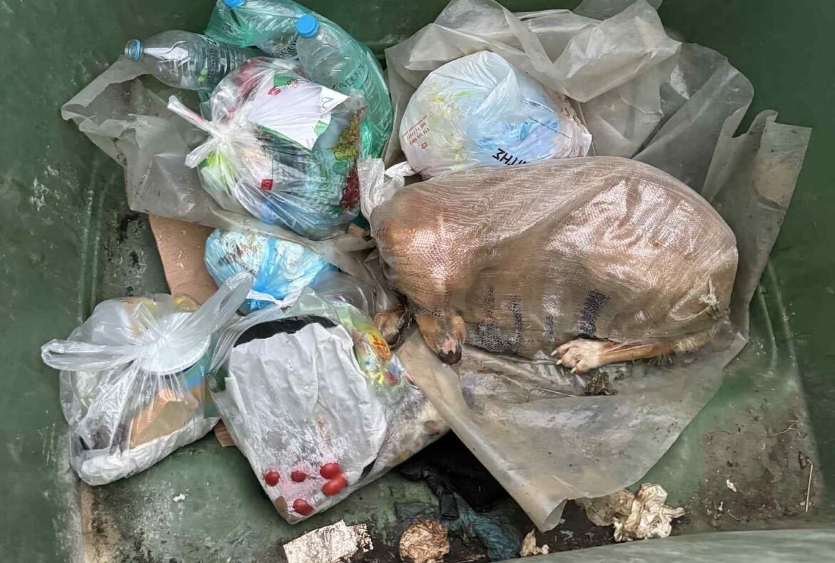 Σοκ στην Μεγαλόπολη: Έβαλαν σκυλίτσα σε τσουβάλι και την πέταξαν σε κάδο απορριμμάτων – ΦΩΤΟ