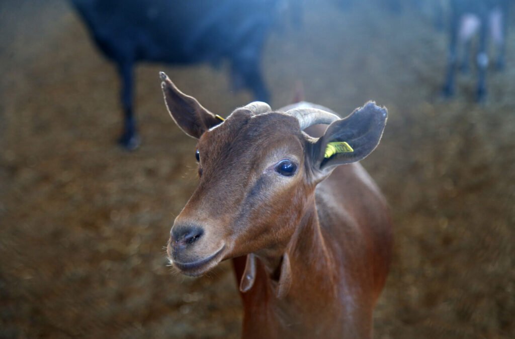 Νέα έκτακτη στήριξη €56 εκατ. στους κτηνοτρόφους – πληρωμή μέχρι τα τέλη του έτους