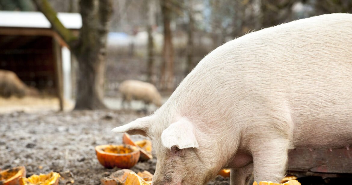 Ισπανία: Στον πάγο μια στις τρεις εξαγωγές χοιρινού λόγω πανώλης
