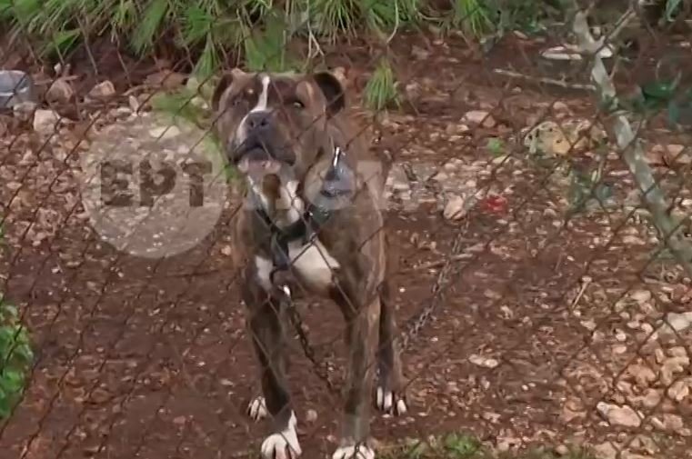 Τραγωδία στη Ζάκυνθο: Πώς έχασε τη ζωή του το 2χρονο παιδί από την επίθεση σκύλου – Απαρηγόρητοι οι γονείς του