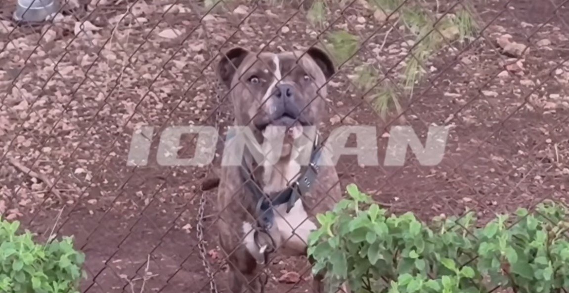 Ζάκυνθος: Κτηνίατρος επιβλέπει το πίτμπουλ που σκότωσε τον 2χρονο – Επιτροπή θα αποφασίσει εάν θα θανατωθεί