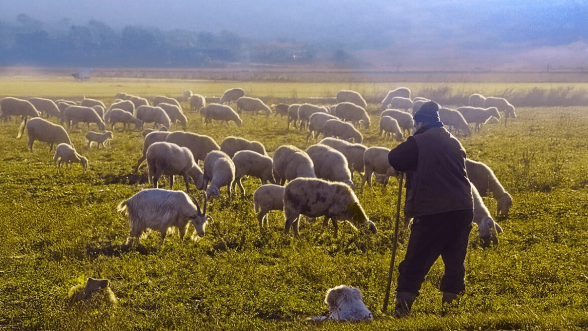 Κτηνοτρόφοι: Με δάκρυα στα μάτια ζουν τον εφιάλτη των άδειων στάβλων – «Καταστράφηκαν οι ζωές μας»