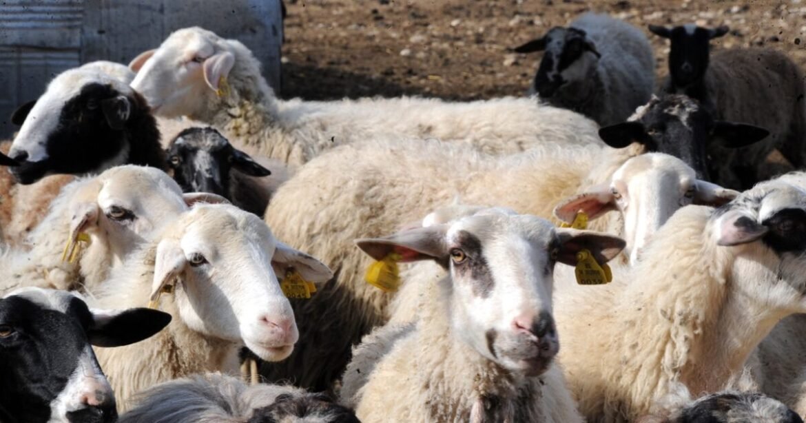 Πληρώθηκαν 26,9 εκατ. ευρώ σε κτηνοτρόφους για απώλεια εισοδήματος εξαιτίας ευλογιάς και πανώλης