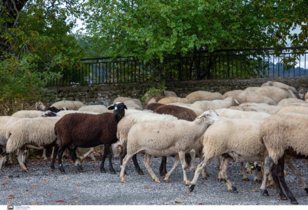 Ευλογιά αιγοπροβάτων: Σύσκεψη στο Μέγαρο Μαξίμου για την αντιμετώπισή της – Τι αναφέρει για τα εμβόλια η