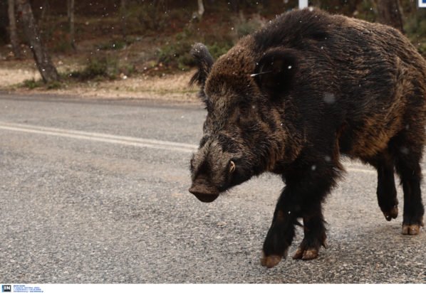 Καστοριά: Στο νοσοκομείο κυνηγός που δέχτηκε επίθεση από αγριογούρουνο
