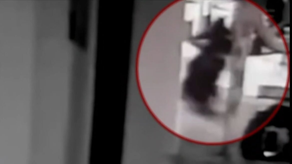 Κερατσίνι: Βίντεο ντοκουμέντο από την επεισοδιακή καταδίωξη του ανήλικου με την κλεμμένη μηχανή