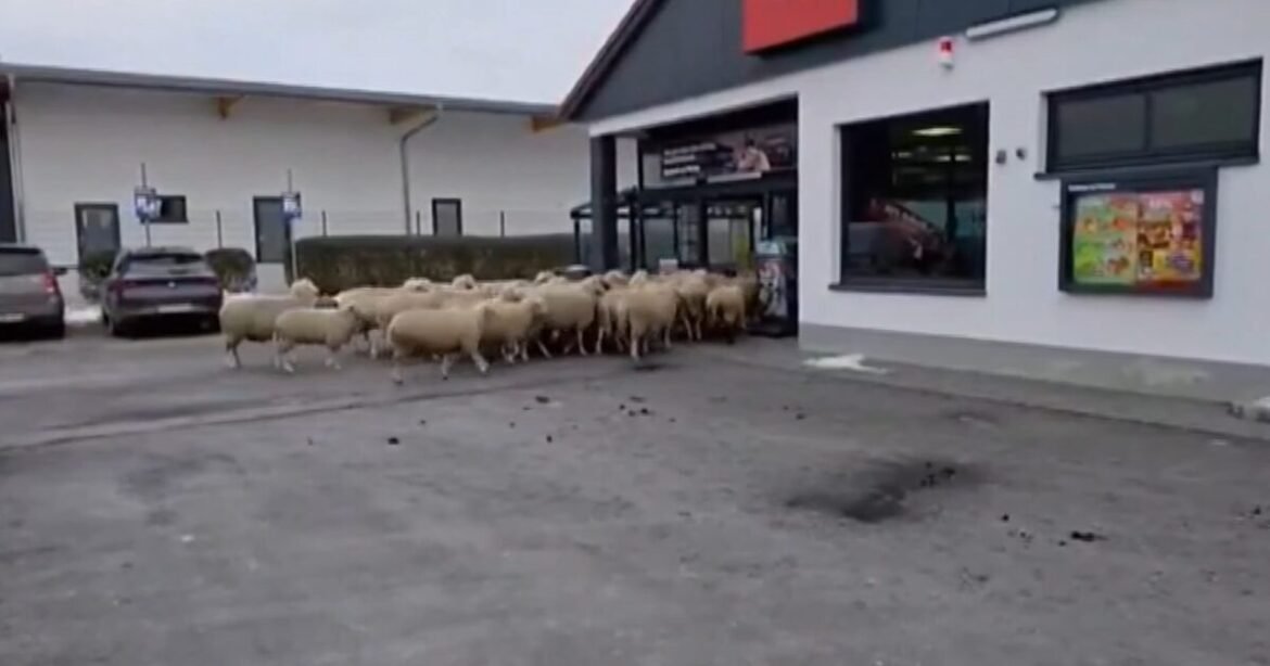 Γερμανία: 50 πρόβατα πήγαν για «ψώνια» στο σούπερ μάρκετ (Βίντεο)