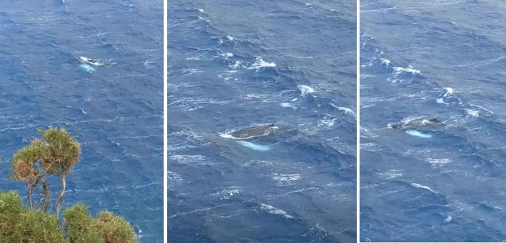 Κάλυμνος: Φάλαινα εμφανίστηκε στον κόλπο των Αργινώντων – Δείτε το εντυπωσιακό βίντεο