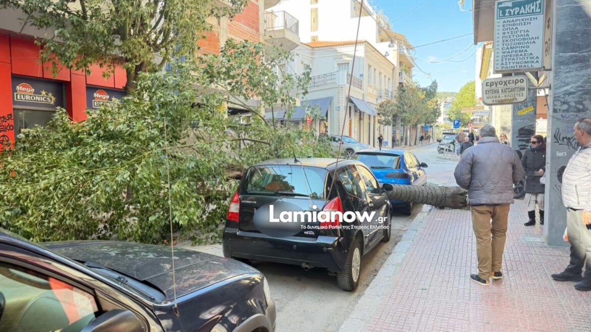 Λαμία: Δέντρο ξεριζώθηκε και έπεσε στο κέντρο της πόλης
