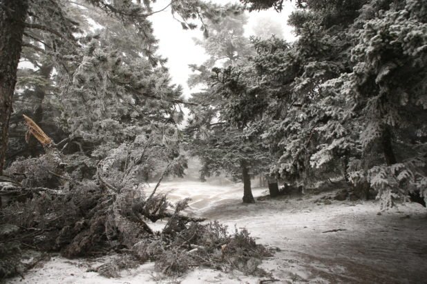 Λευκό τοπίο στην Πάρνηθα: Το έστρωσε στα ορειβατικά καταφύγια Μπάφι και Φλαμπούρι