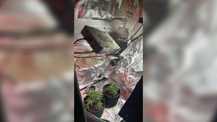 Ρόδος: Εξάρθρωση εγκληματικής οργάνωσης για καλλιέργεια και διακίνηση κάνναβης ΒΙΝΤΕΟ