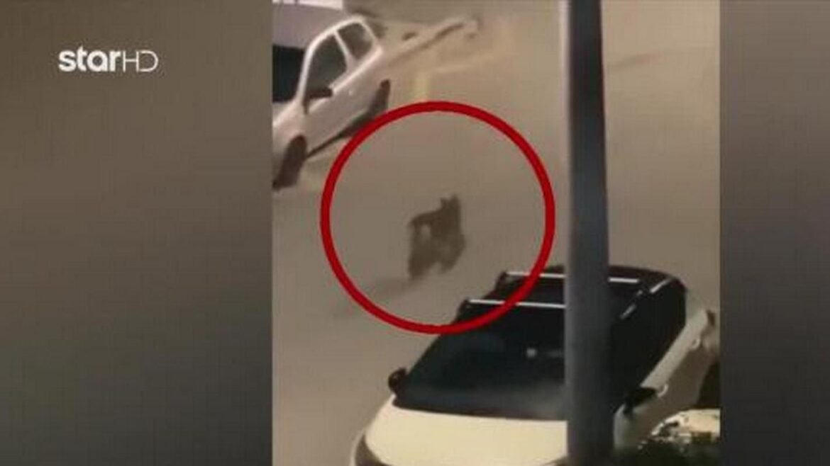 Χαϊδάρι: Αναστάτωση για λύκο που περιπλανιέται στους δρόμους – Δείτε βίντεο