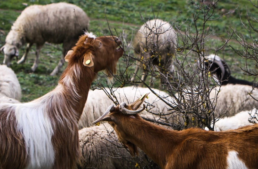 Κυβέρνηση: Δεν υπάρχει εμβόλιο για την ευλογιά των αιγοπροβάτων – Φτάνει η παραπληροφόρηση από τους εμπόρους ψεμάτων