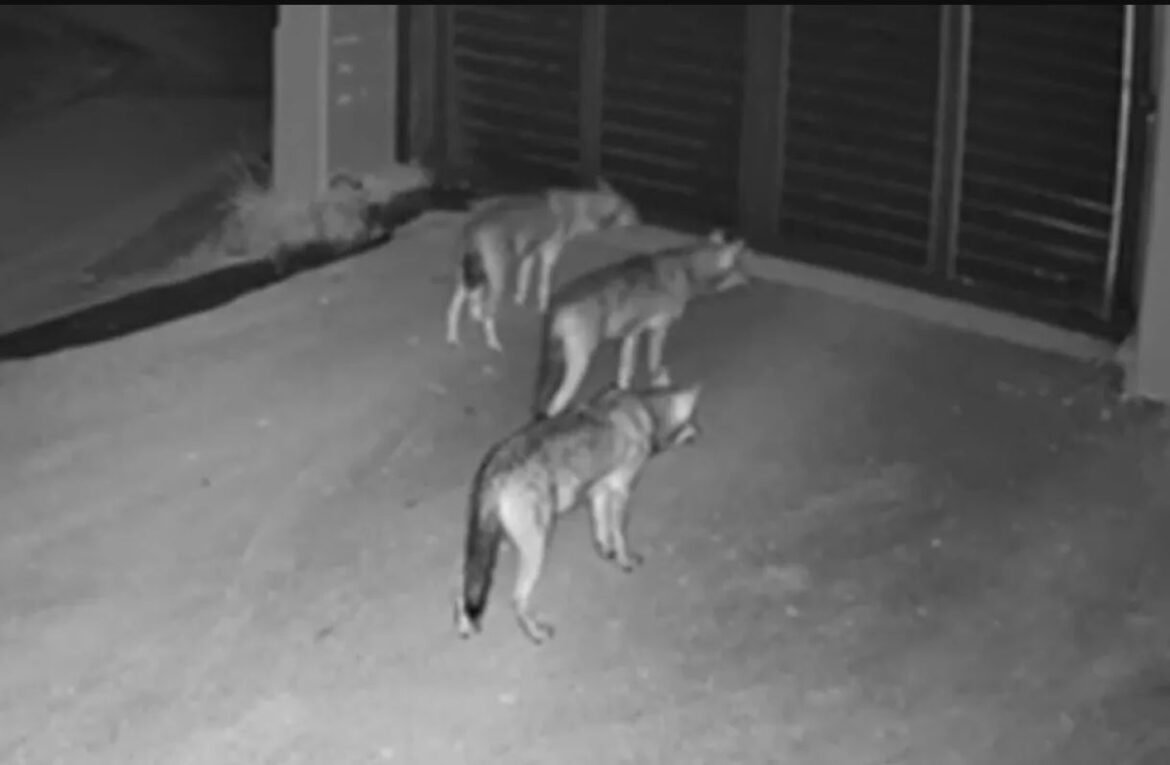 Θεσσαλονίκη: Λύκοι έφτασαν μέχρι την πόρτα σπιτιού στο Πανόραμα