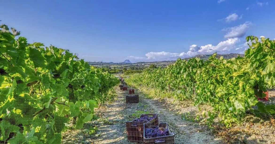 Διαπραγματεύσεις για τη νέα ΚΑΠ: Στόχος η στήριξη των πόρων για την Ελλάδα