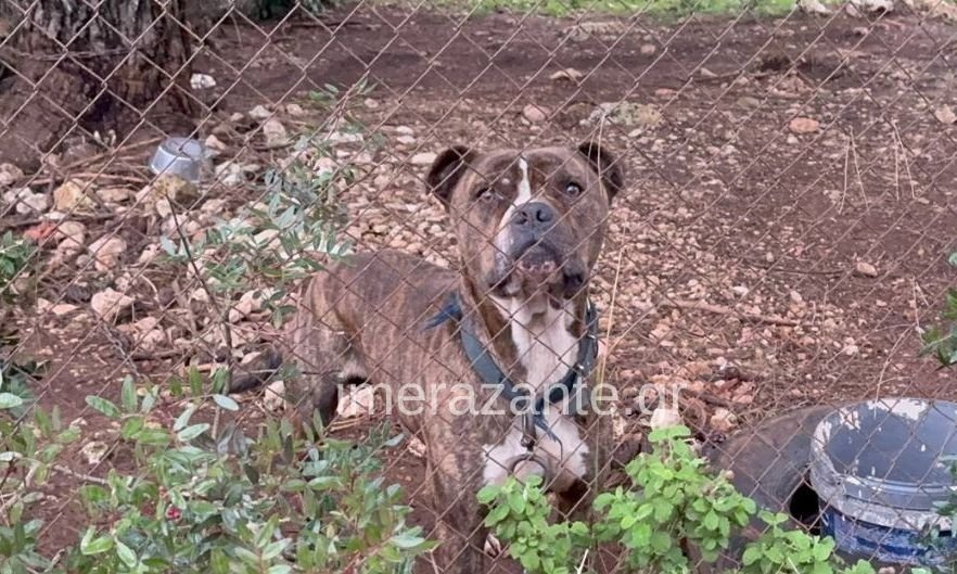 Ζάκυνθος: Δεν θανατώνεται το πιτ μπουλ που επιτέθηκε στο δίχρονο παιδί – Βίντεο