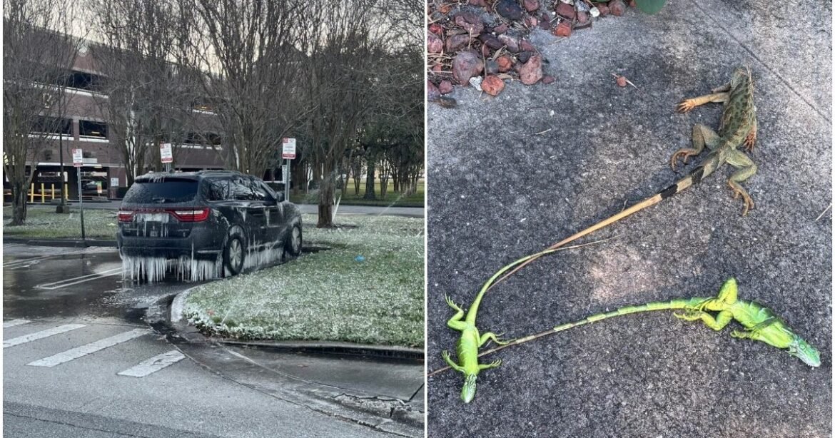 Πολικό ψύχος στις ΗΠΑ: Χιόνια σε ασυνήθιστες περιοχές – Ιγκουάνα να πέφτουν από τα δέντρα (βίντεο)