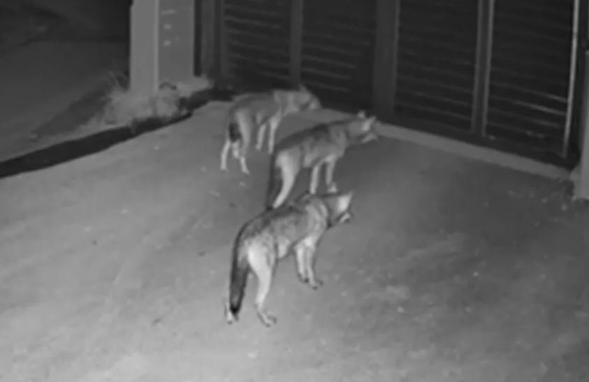 Θεσσαλονίκη: Επιχειρήσεις απώθησης των λύκων από το Πανόραμα – Προσπαθούν να τους εντοπίσουν με θερμικές