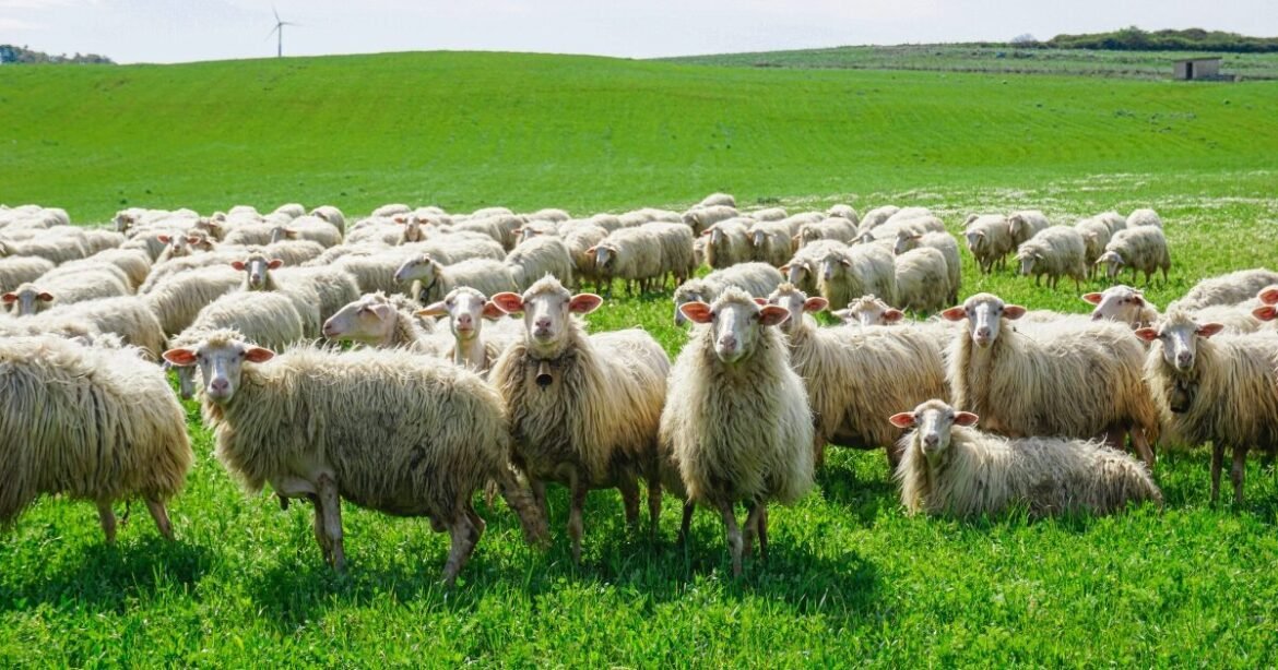 Ξεκάθαρη η EFSA για ευλογιά: Δεν υπάρχουν εγκεκριμένα εμβόλια στην ΕΕ – Γιατί είναι περίπλοκη η ελληνική περίπτωση