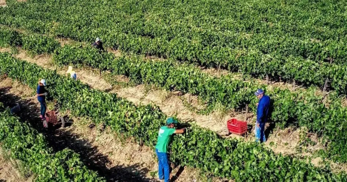 Αγρότες: Ξεμπλοκάρουν πληρωμές σε εκκρεμότητα για 100.000 ΑΦΜ – Την Δευτέρα ανοίγει η πλατφόρμα για διορθώσεις στοιχείων