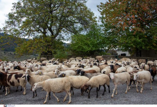 Ευλογιά των αιγοπροβάτων: Τα συμπεράσματα της Εθνικής Επιστημονικής Επιτροπής για την έκθεση της EFSA – Τι