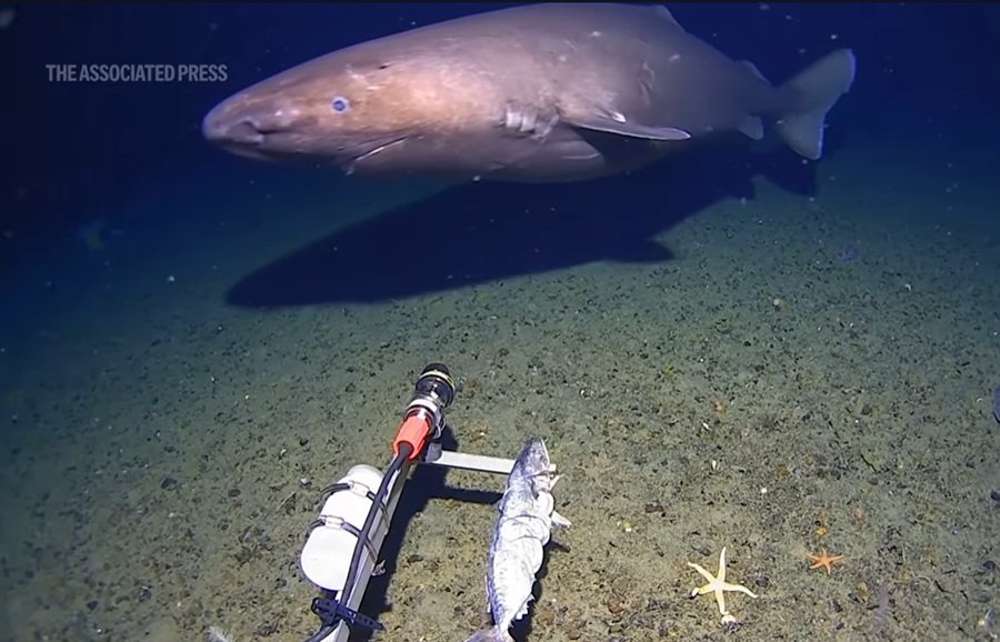 Καρχαρίας για πρώτη φορά στα παγωμένα νερά της Ανταρκτικής – Ανατροπή στα επιστημονικά δεδομένα (βίντεο)