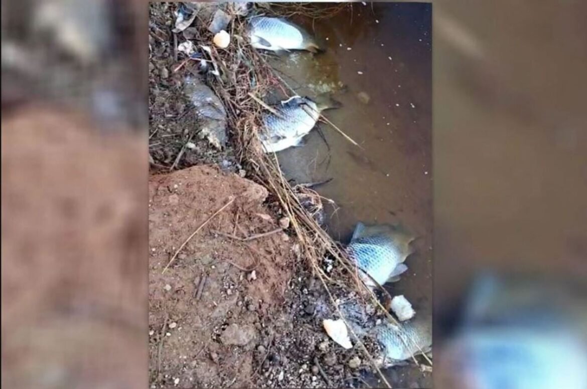 Κρήτη: Δεκάδες νεκρά ψάρια και πουλιά σε υγροβιότοπο της Χερσονήσου – Αποκαρδιωτικό βίντεο