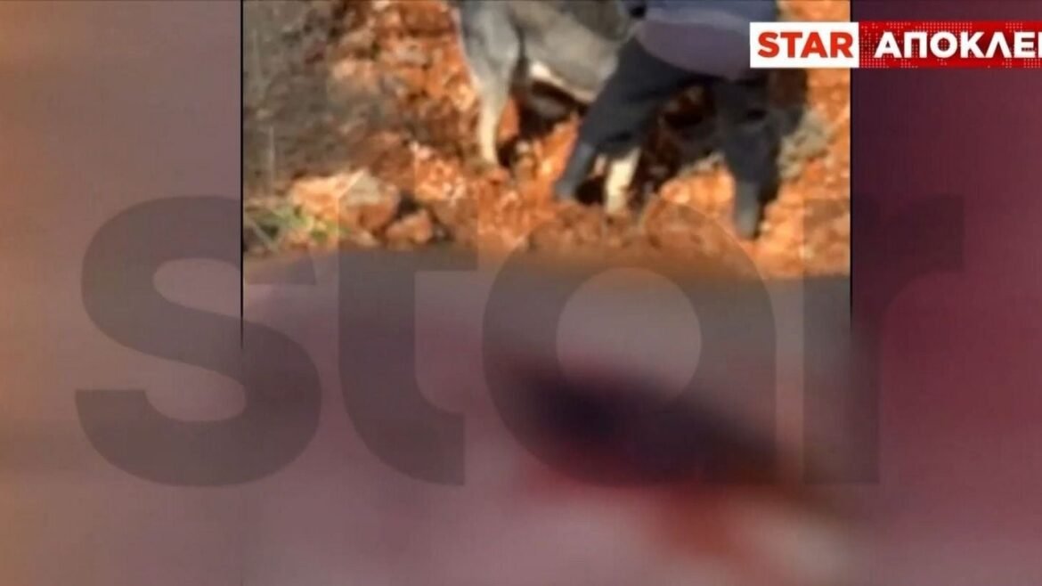 Μαγούλα: Τσοπανόσκυλο επιτέθηκε σε άνδρα – «Αν με είχε δαγκώσει στον λαιμό, θα ήμουν νεκρός»