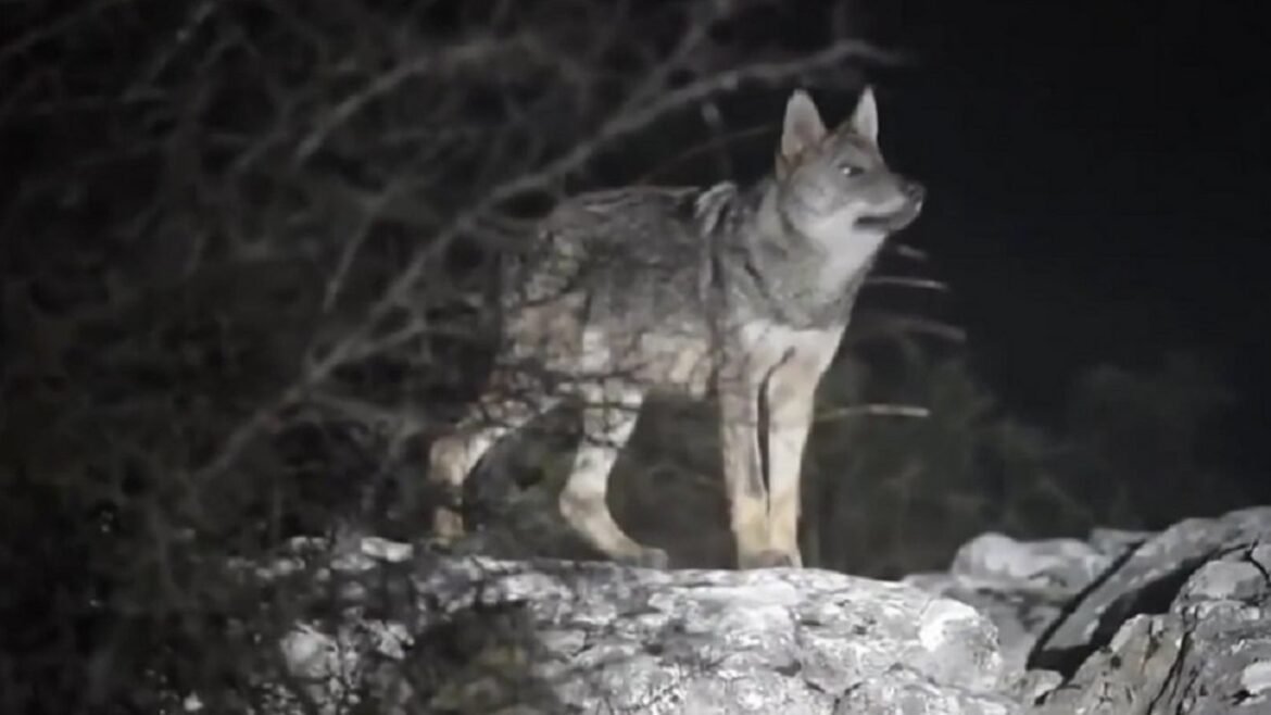 Τατόι: «Με δάγκωσε λίγο στη μέση» – Τι είπε ο περιπατητής που δέχτηκε επίθεση από λύκο