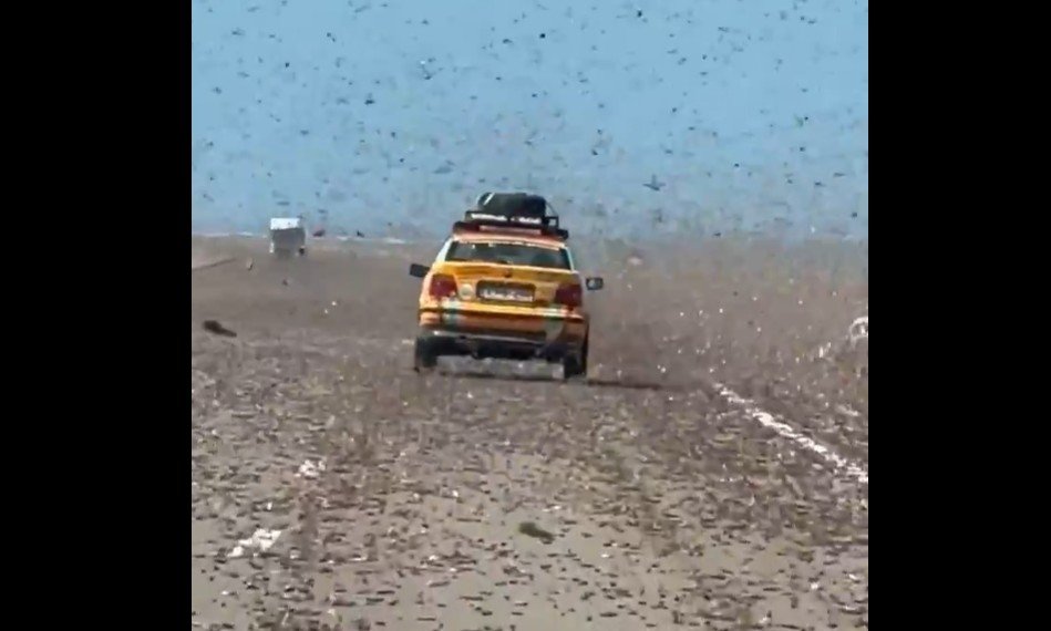 «Βιβλικές» εικόνες στη Σαχάρα: Σμήνος αμέτρητων ακρίδων σε αυτοκινητόδρομο (Βίντεο)