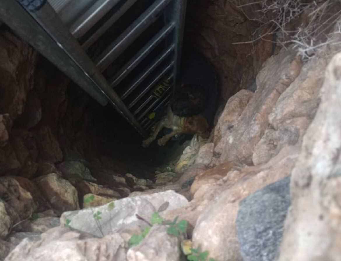 Σύρος: Επιχείρηση για τον απεγκλωβισμό σκύλου από πηγάδι 15 μέτρων – Τον αναζητούσαν για 10 ημέρες – ΦΩΤΟ