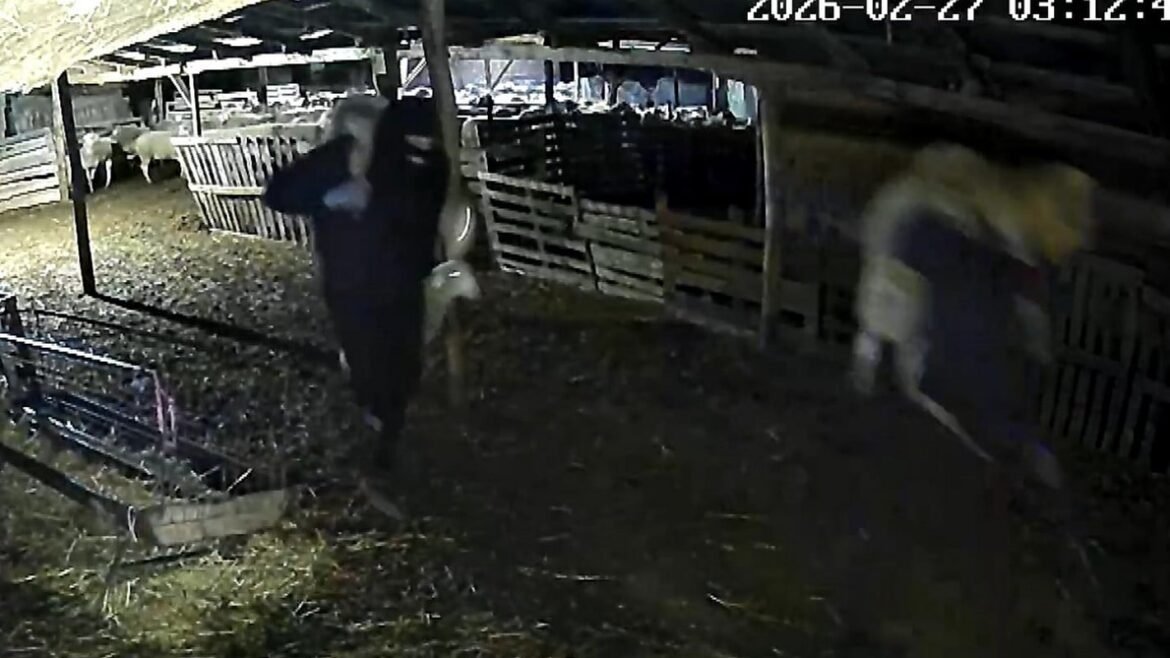 Θεσσαλονίκη: Άδειασαν κτηνοτροφική μονάδα παίρνοντας τα πρόβατα στην… πλάτη – Βίντεο ντοκουμέντο