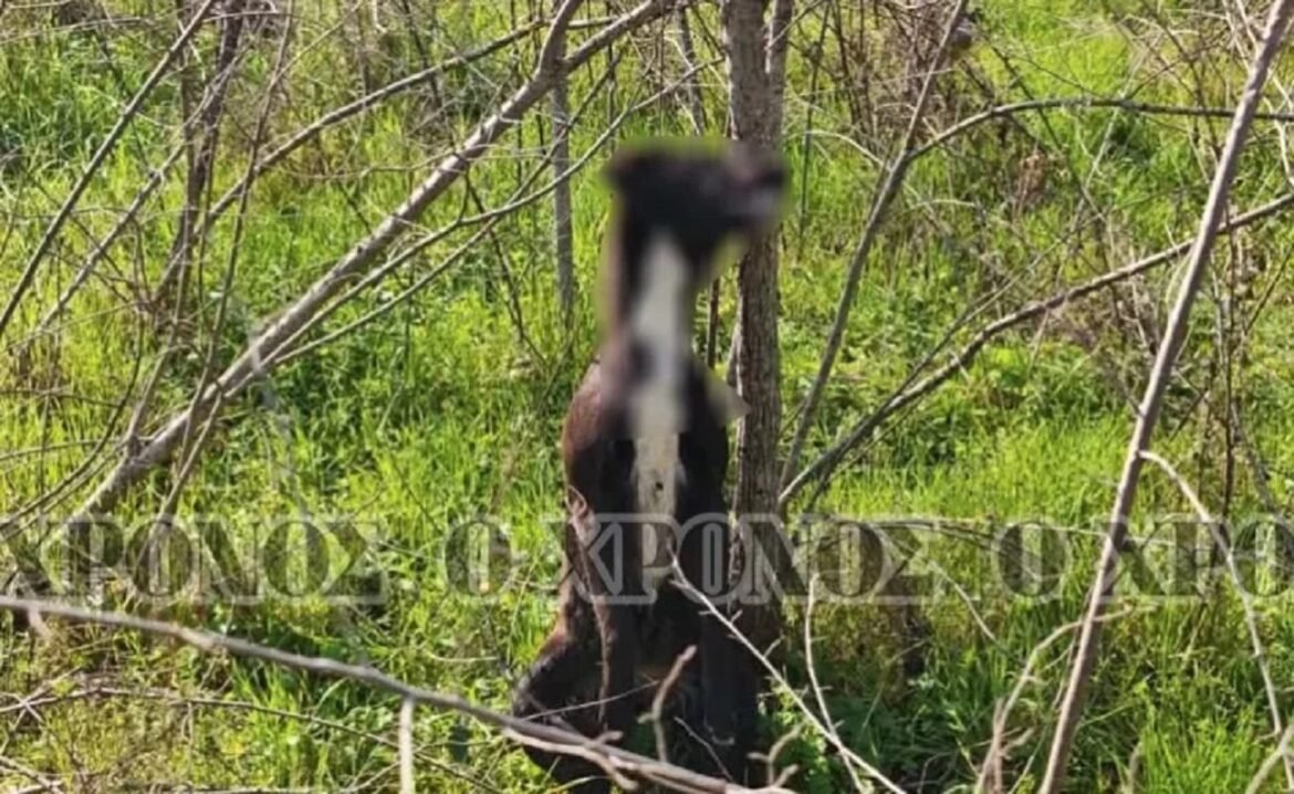 Φρίκη στην Κομοτηνή: Σκύλος βρέθηκε κρεμασμένο σε δέντρο – Προσοχή ΣΚΛΗΡΕΣ ΕΙΚΟΝΕΣ