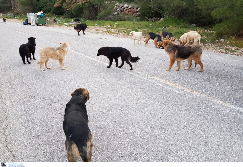 Θεσσαλονίκη: Μητέρα και κόρη δέχθηκαν επίθεση από αγέλη σκύλων