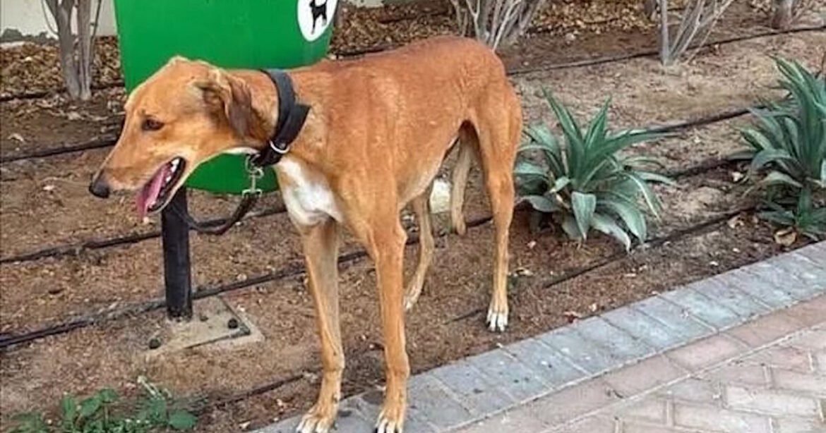 Εγκαταλείπουν και θανατώνουν τα κατοικίδιά τους στο Ντουμπάι εν μέσω του πολέμου στη Μέση Ανατολή