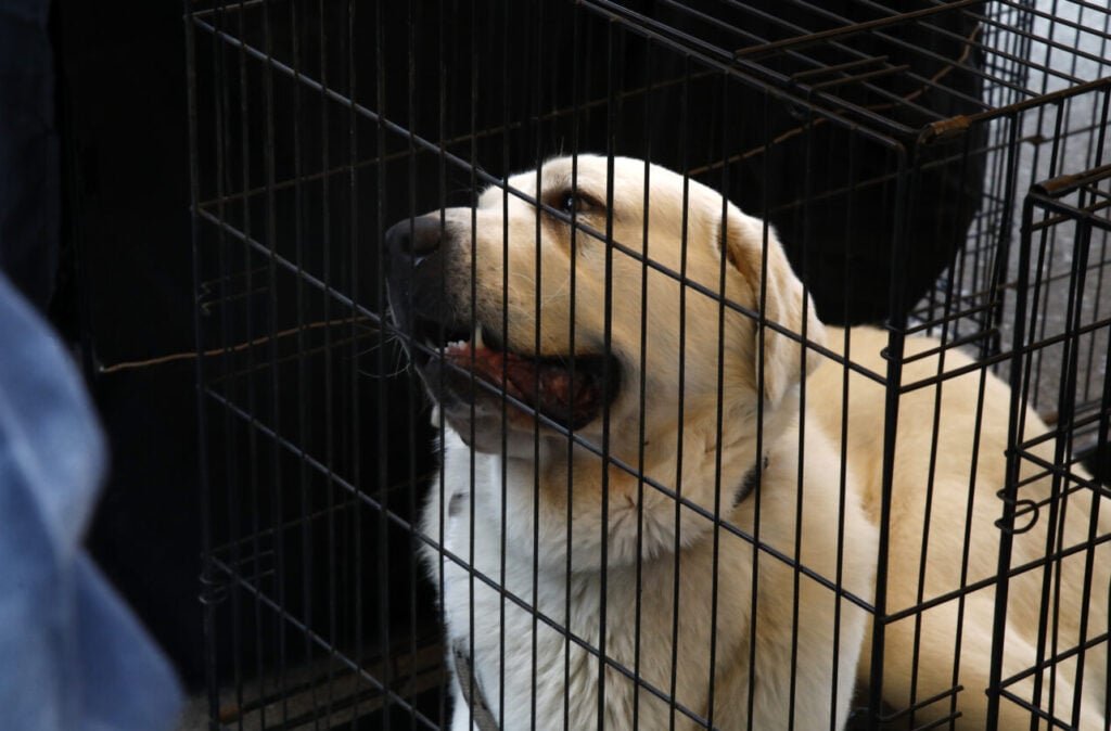 Ειδική πτήση από το ΥΠΕΞ για όσους θέλουν να επιστρέψουν με τα κατοικίδιά τους από το Ντουμπάι