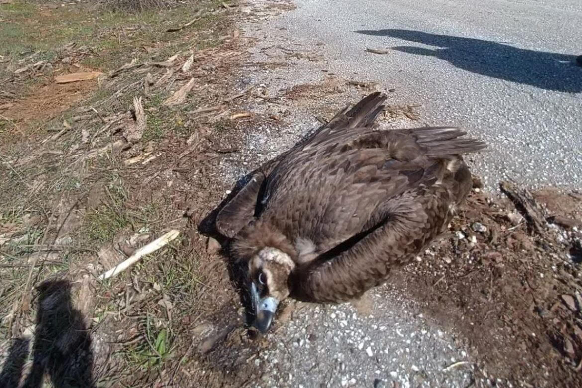 Εθνικό Πάρκο Δαδιάς- Λευκίμης- Σουφλίου: Ενδείξεις δηλητηρίασης σε δύο μαυρόγυπες και έναν λύκο