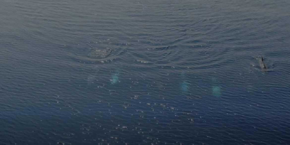 Βίντεο: Σταχτοδέλφινα «οργώνουν» το Αιγαίο