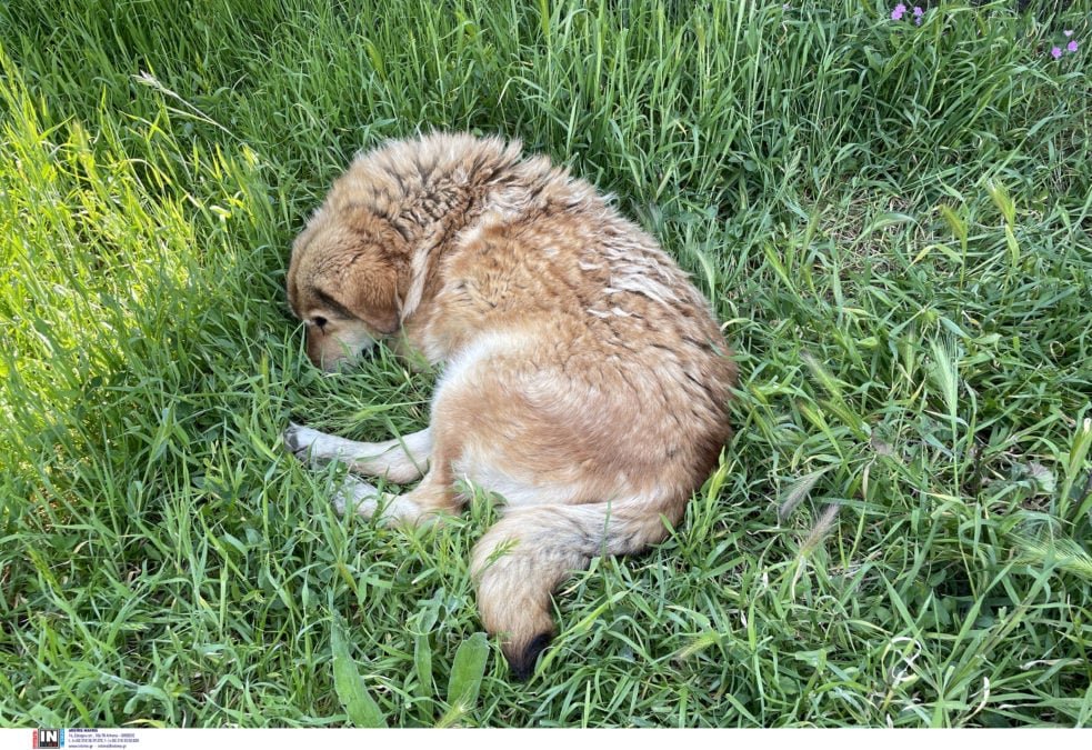 Αποτρόπαιο περιστατικό στη Θεσσαλονίκη – 43χρονος κακοποιούσε σκύλο μπροστά στην ιδιοκτήτριά του