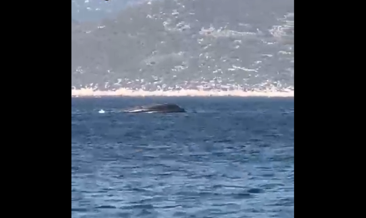 Καστελλόριζο: Βίντεο με το αναποδογυρισμένο σκάφος της Frontex – Με σοβαρά τραύματα αλλά εκτός κινδύνου δύο Εσθονοί