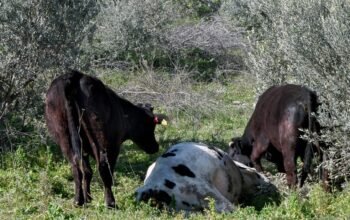 ΠΟΓΕΔΥ: Ο αφθώδης πυρετός απειλεί την κτηνοτροφία
